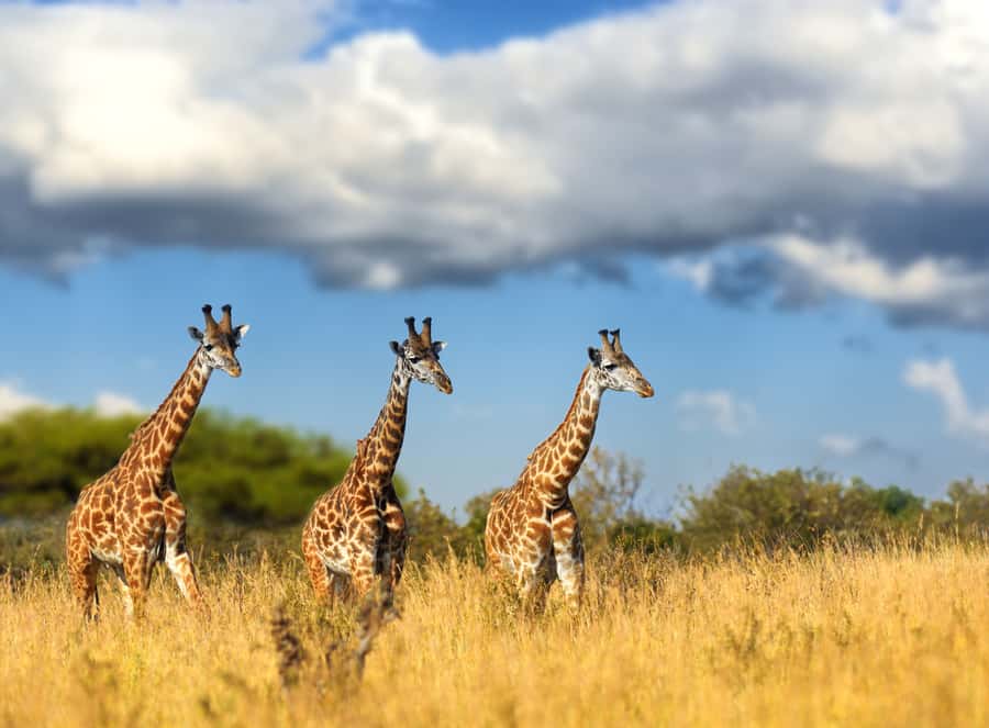 Hartbeespoort: Lion and Safari Park Tour - Lions, wild dogs, and cheetahs first