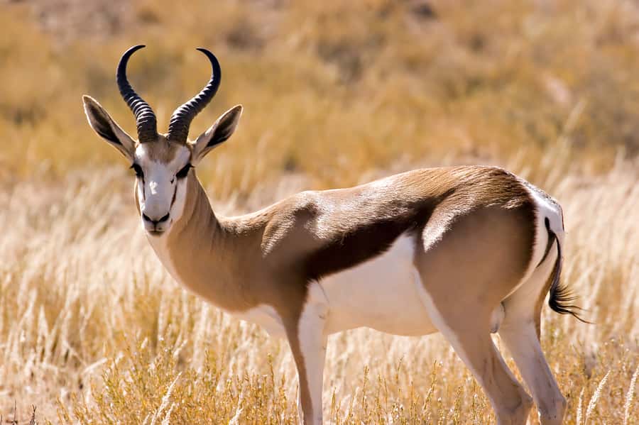 Hartbeespoort: Predator Safari with a Guide - Key points to know before you go