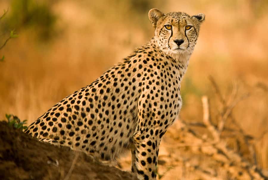 Hartbeespoort: Predator Safari with a Guide - Starting at Lion & Safari Park