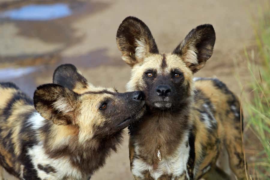 Hartbeespoort: Predator Safari with a Guide - The weekend lion-feeding option