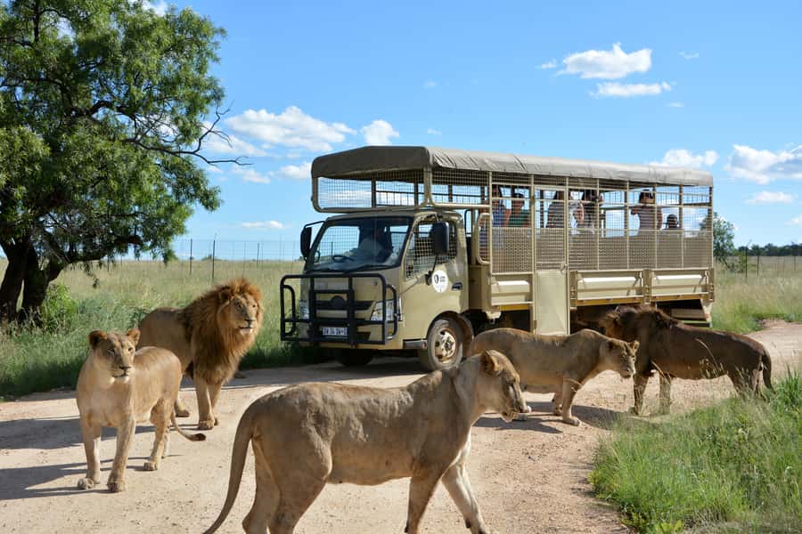 Hartbeespoort: Predator Safari with a Guide - Looking for lions, wild dogs, and cheetahs
