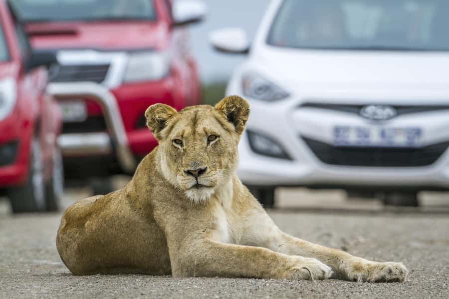 Hartbeespoort: Self-Drive Lion and Safari Park Tour - Key points to know before you go
