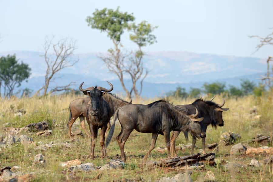 Hartbeespoort: Self-Drive Lion and Safari Park Tour - Why this self-drive safari works near Johannesburg