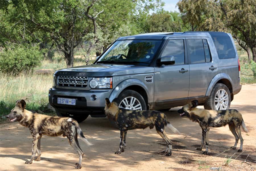 Hartbeespoort: Self-Drive Lion and Safari Park Tour - The lion, wild dog, and cheetah enclosures