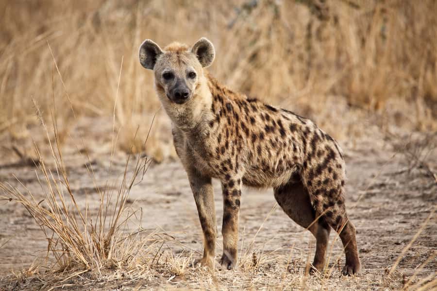 Hartbeespoort: Self-Drive Lion and Safari Park Tour - Making the most of the extended game drive