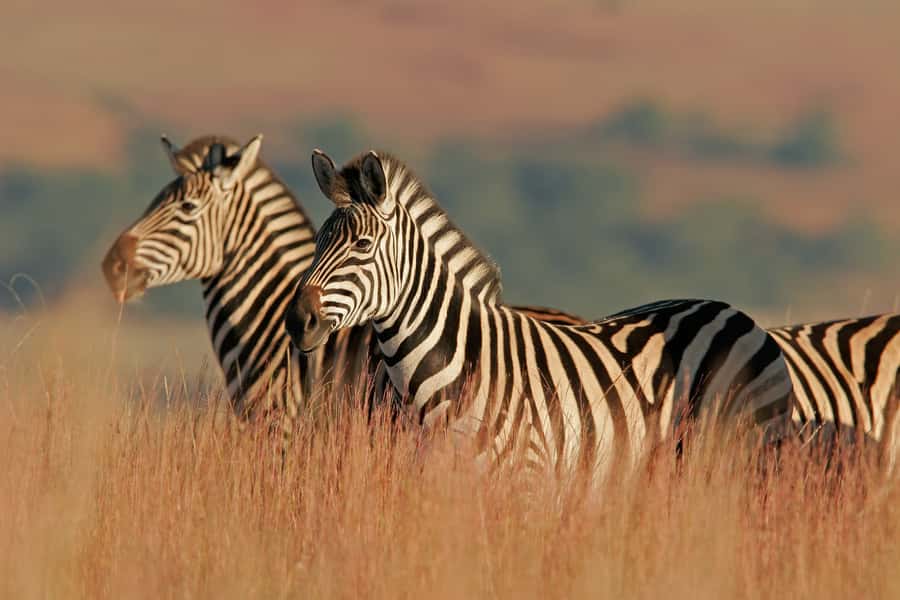 Hartbeespoort: Self-Drive Lion and Safari Park Tour - Who gets the best value from the $24 price