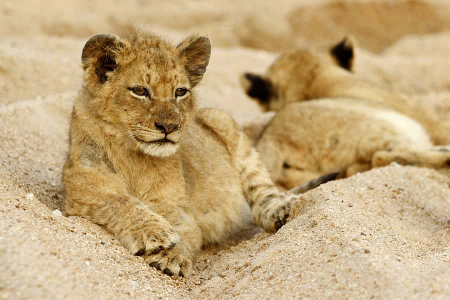 Hazyview: Private Full-Day Guided Kruger Safari - Key points to know before you book
