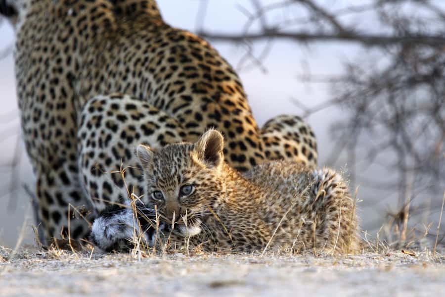 Hazyview: Private Full-Day Guided Kruger Safari - Breakfast after the morning drive