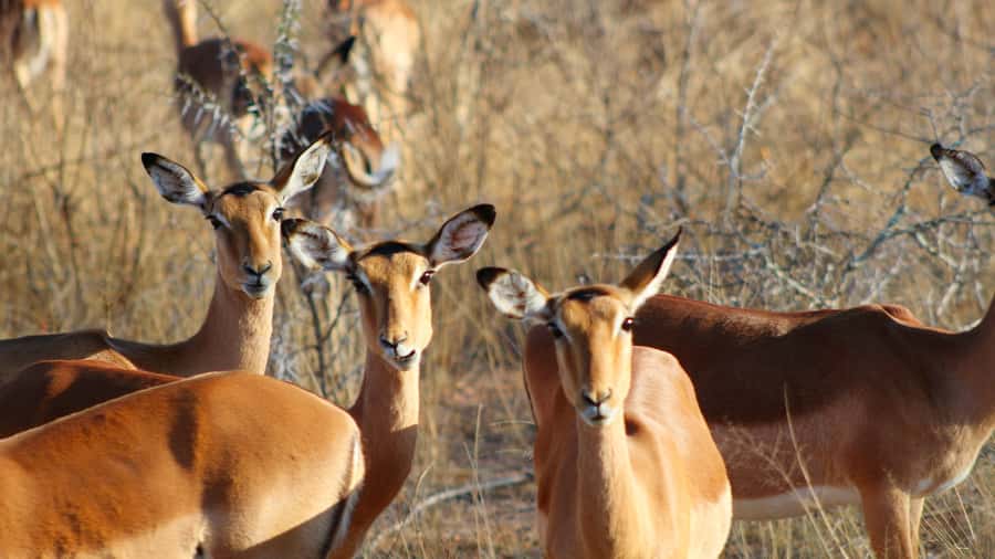 Hazyview: Private Full-Day Guided Kruger Safari - The second three-hour drive: rivers, mountains, and changing scenery