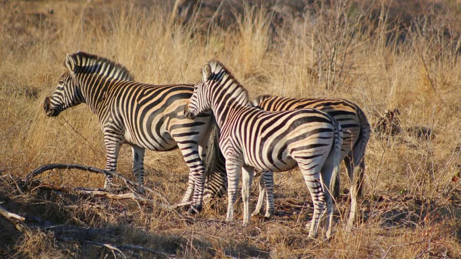 Hazyview: Private Full-Day Guided Kruger Safari - Lunch and the final return to Hazyview