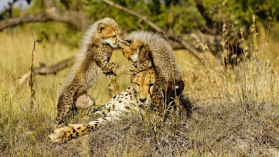 Hazyview: Private Full-Day Guided Kruger Safari - Is $291 good value for a private Kruger day?