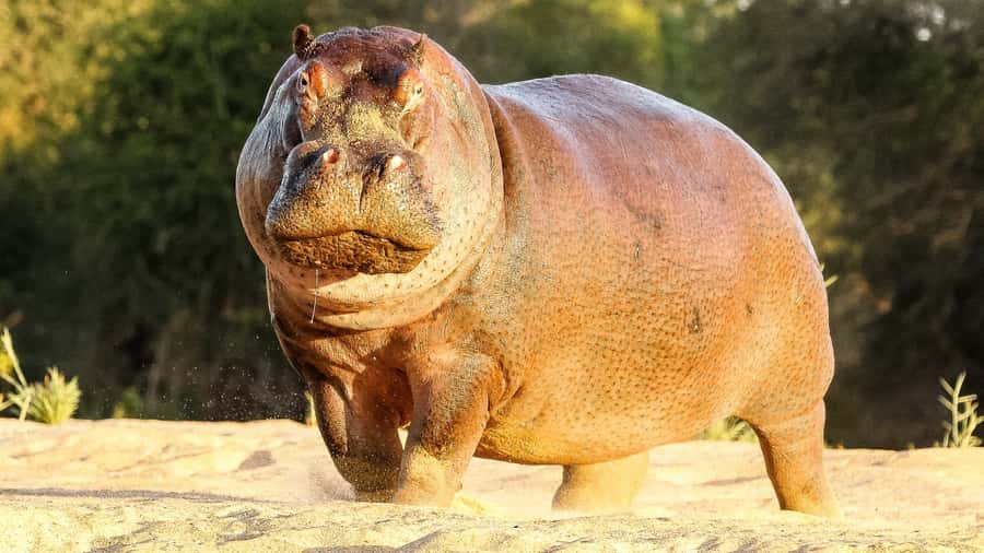 Hazyview: Private Full-Day Guided Kruger Safari - Who will enjoy this safari most?