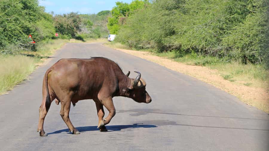 Hazyview: Private Full-Day Guided Kruger Safari - Tips for making the nine hours better