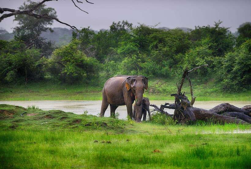 Hikkaduwa/Galle/Weligama/Mirissa/Tangalle: Udawalawa Safari - Comfort, communication, and small-group details