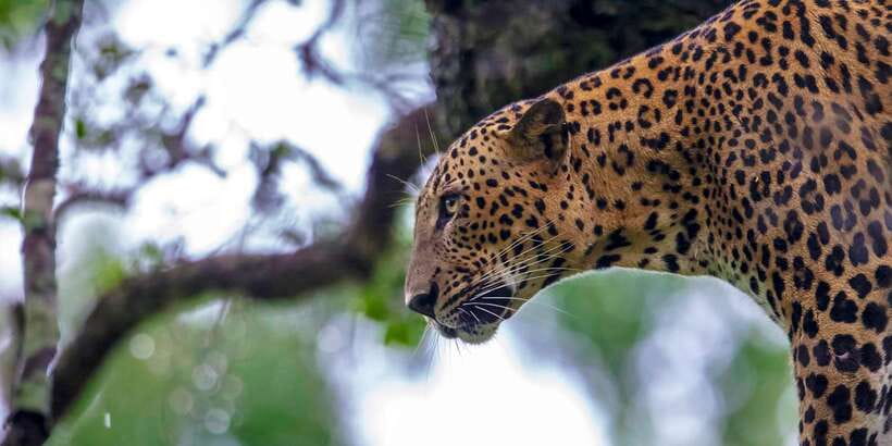Hikkaduwa/Galle/Weligama/Mirissa/Tangalle: Yala Safari Tour - Key points before you book