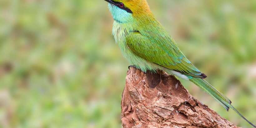 Hikkaduwa/Galle/Weligama/Mirissa/Tangalle: Yala Safari Tour - The real price of a Yala day trip
