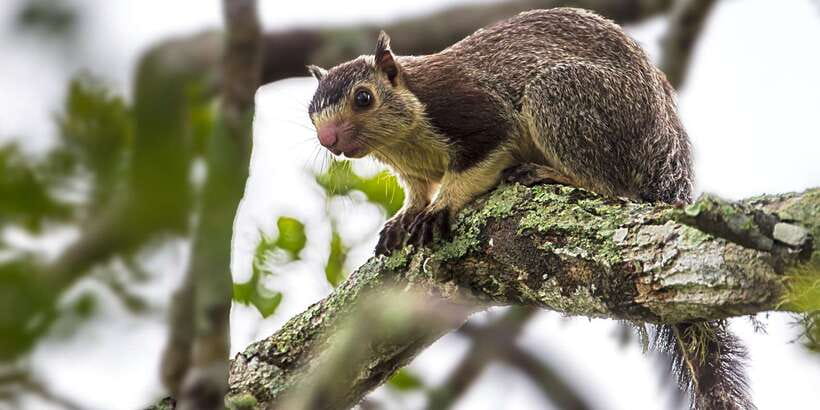 Hikkaduwa/Galle/Weligama/Mirissa/Tangalle: Yala Safari Tour - How the guides shape the day