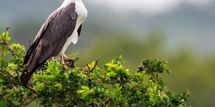 Hikkaduwa/Galle/Weligama/Mirissa/Tangalle: Yala Safari Tour - Timing, weather, and the luck factor