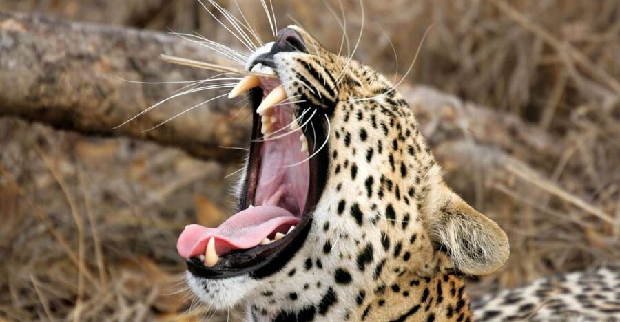 Hikkaduwa/Galle/Weligama/Mirissa/Tangalle: Yala Safari Tour - Comfort, group arrangements, and what to bring