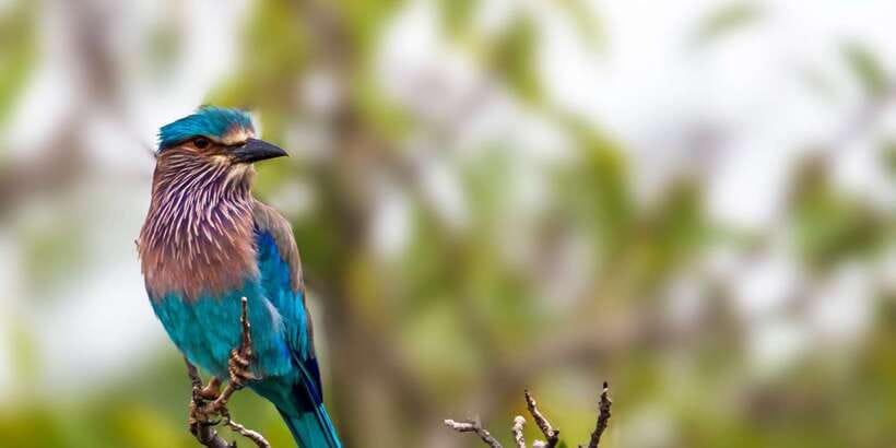Hikkaduwa/Galle/Weligama/Mirissa/Tangalle: Yala Safari Tour - Cancellation and booking flexibility