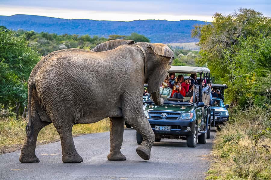 Hluhluwe-Imfolozi: Big 5 Full or Half-Day Safari - Key points before you book