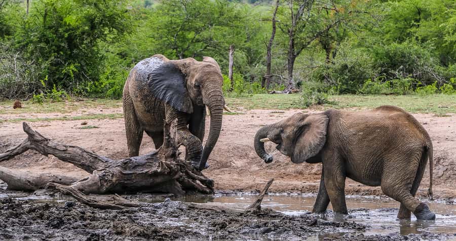 Hluhluwe-Imfolozi: Big 5 Full or Half-Day Safari - Who should book this safari?