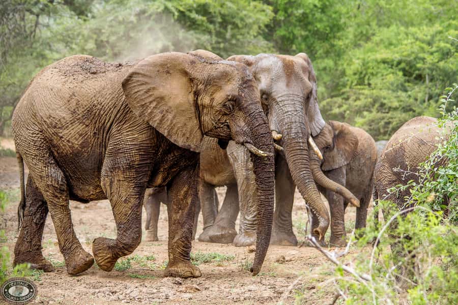 Hluhluwe-Imfolozi: Big 5 Full or Half-Day Safari - Why Hluhluwe-Imfolozi is worth your early alarm