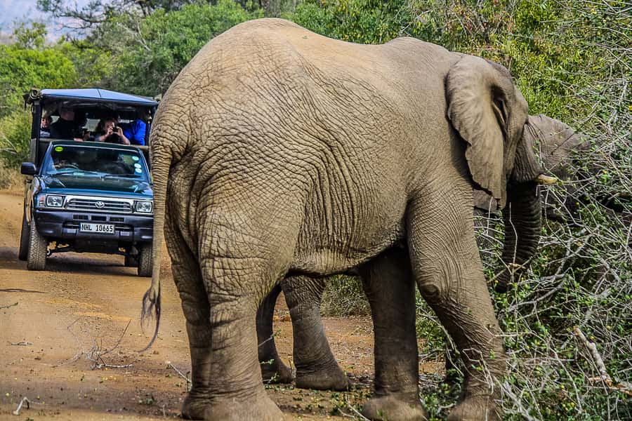 Hluhluwe-Imfolozi: Big 5 Full or Half-Day Safari - Breakfast in the bush