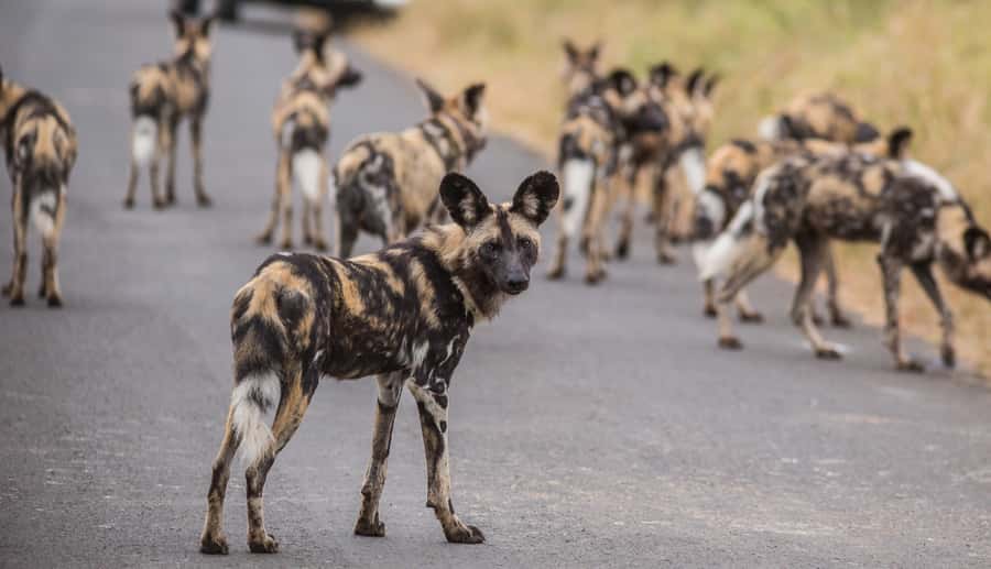 Hluhluwe-Imfolozi: Big 5 Full or Half-Day Safari - The full-day drive and South African braai