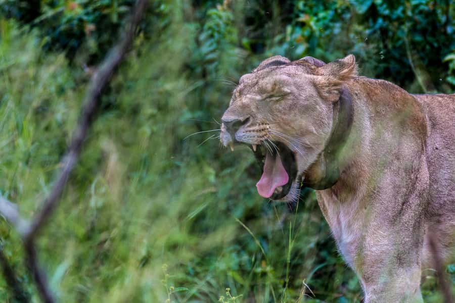 Hluhluwe-Imfolozi: Big 5 Full or Half-Day Safari - What the small group changes