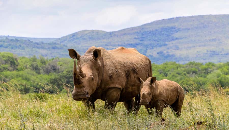 Hluhluwe-Imfolozi: Big 5 Full or Half-Day Safari - Weather, comfort, and what to bring