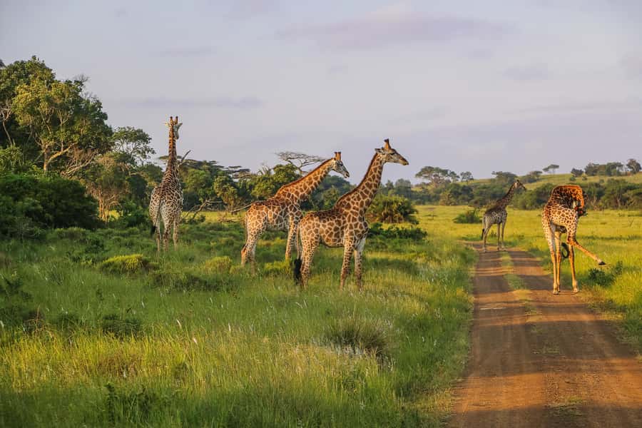Hluhluwe-Imfolozi: Big 5 Full or Half-Day Safari - Is $87 good value?