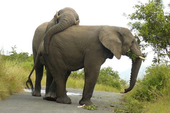 Hluhluwe Imfolozi Big 5 Reserve day Safari from Durban - Reaching one of Africa’s oldest protected areas