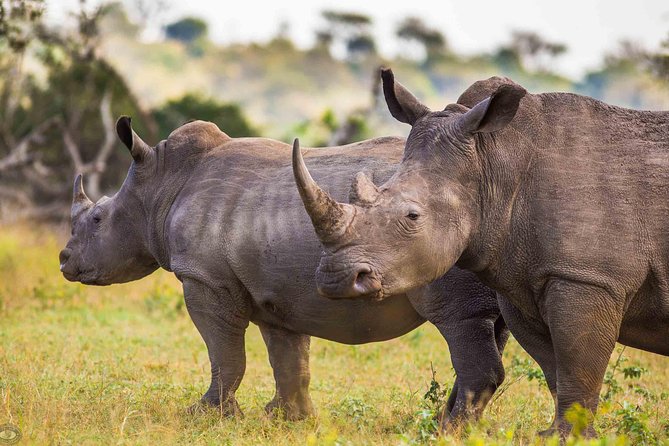 Hluhluwe-Imfolozi Park Full Day Big 5 Safari Tour - Why the dawn departure matters in Hluhluwe-Imfolozi Park
