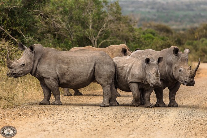 Hluhluwe-Imfolozi Park Full Day Big 5 Safari Tour - Breakfast at a picnic stop
