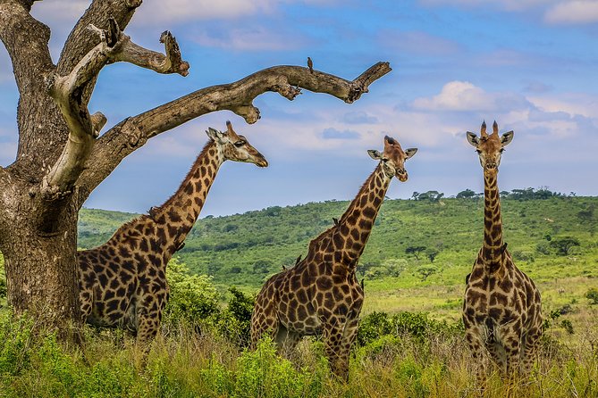 Hluhluwe-Imfolozi Park Full Day Big 5 Safari Tour - Lunch with a South African braai