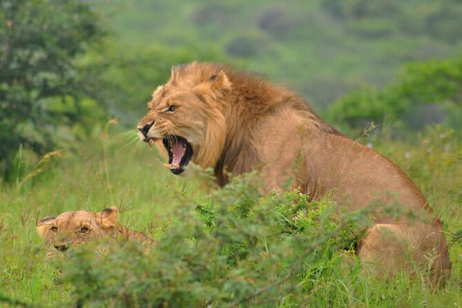 Hluhluwe-Imfolozi Park Full Day Big 5 Safari Tour - How the $96.05 price works out