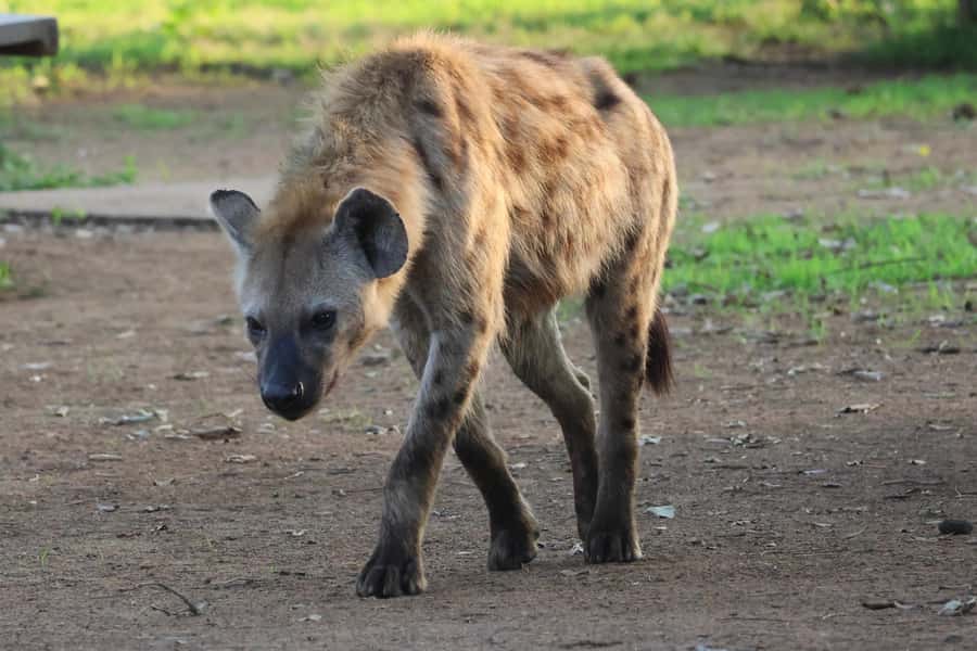 Hoedspruit: Private Kruger National Park Full-Day Safari - From Hoedspruit to Kruger’s gates
