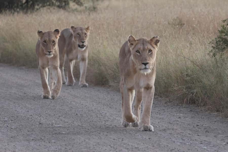 Hoedspruit: Private Kruger National Park Full-Day Safari - Searching for the Big Five and smaller surprises