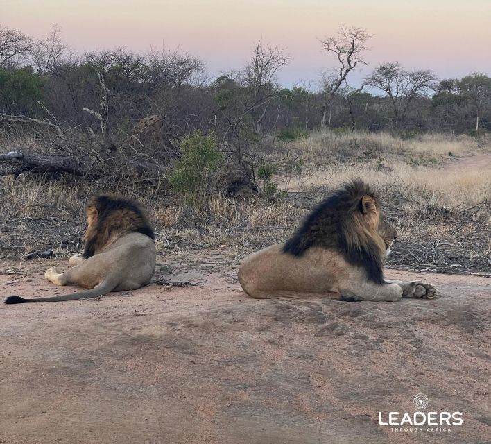 Hoedspruit: Private Kruger National Park Full-Day Safari - What the private format is really worth