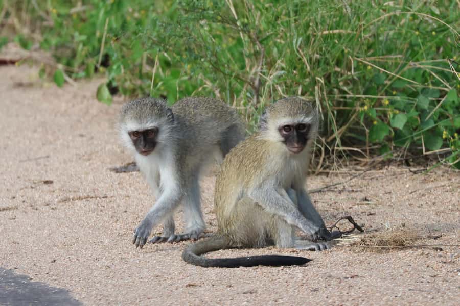 Hoedspruit: Private Kruger National Park Full-Day Safari - Food, water, and staying comfortable