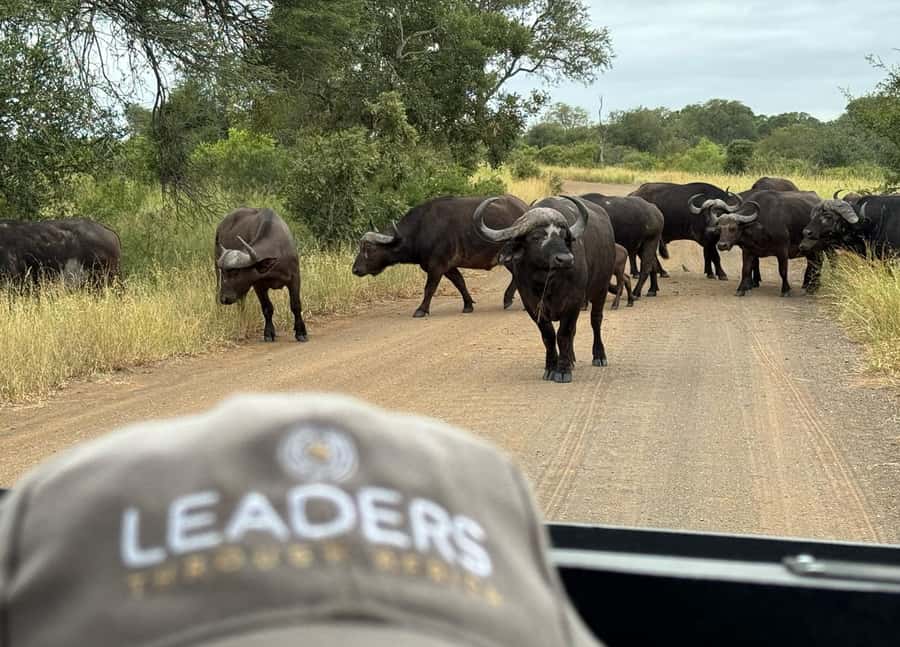 Hoedspruit: Private Kruger National Park Full-Day Safari - The guide makes or breaks the day