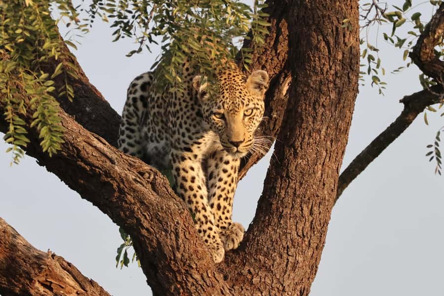 Hoedspruit: Private Kruger National Park Full-Day Safari - Who will enjoy this Kruger safari most