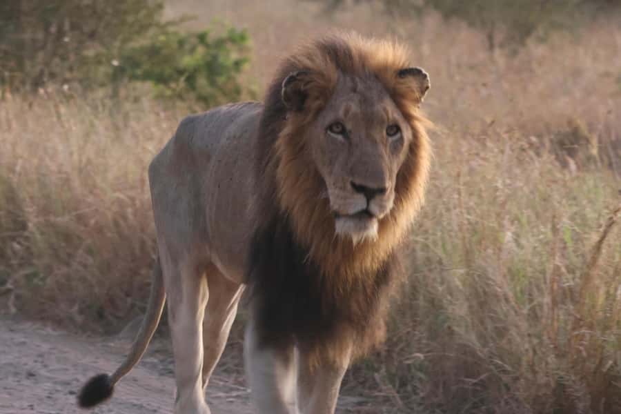 Hoedspruit: Private Kruger National Park Full-Day Safari - Booking flexibility and practical limits