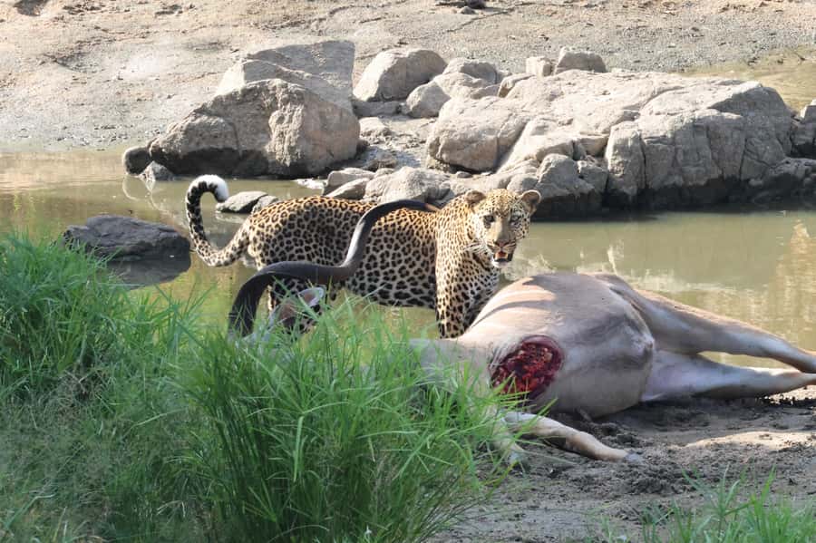 Hoedspruit: Private Kruger National Park Full-Day Safari - Ten hours on the Kruger roads