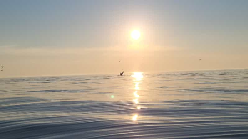 Honningsvåg: North Cape King Crab & Arctic Wildlife Safari - How the three hours are best spent