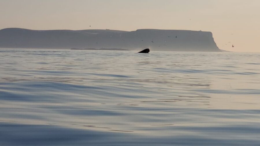 Honningsvåg: North Cape King Crab & Arctic Wildlife Safari - Guide quality and the feel of the outing