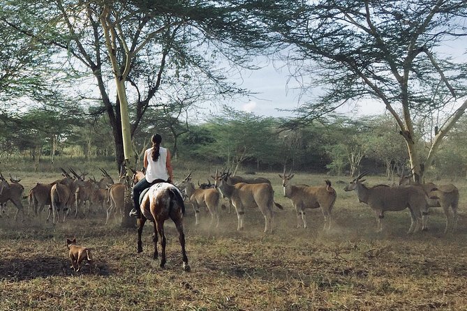 Horse safaris in Tanzania - Faster riding for experienced participants
