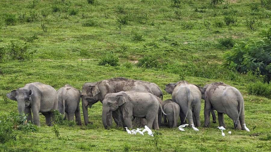 Hua Hin: Kui Buri Elephant Safari Private Tour - Key points before you book
