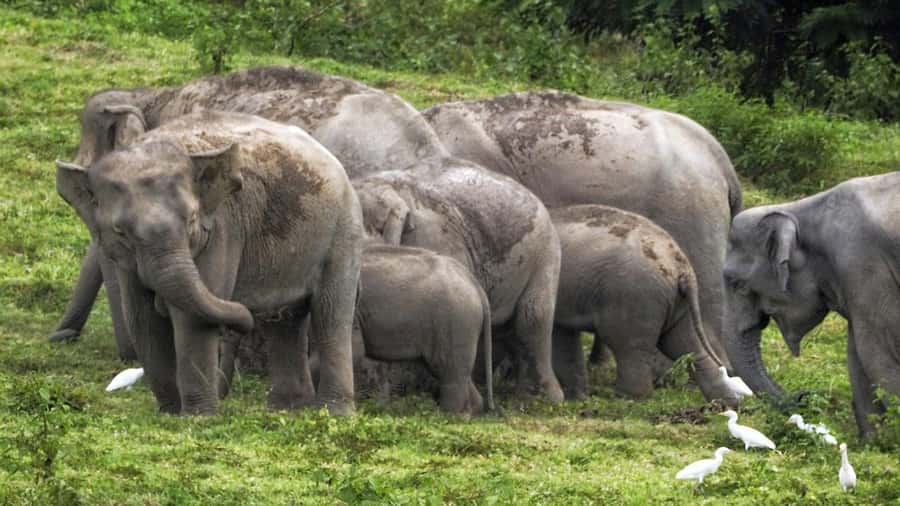 Hua Hin: Kui Buri Elephant Safari Private Tour - Why Kui Buri is different from an elephant camp